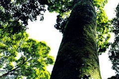Matured-Red-Balan-tree