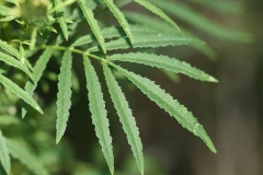 Closer-view-of-Leaves-of-Wild-Marigold