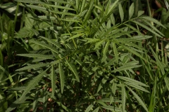 Leaves-of-Wild-Marigold