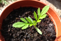 Saplings-of-Wild-Marigold